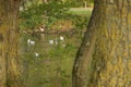 Bassin de la Muette - Elancourt Ã¢â¬â France - Ducks and birds which swim in a lake close to a forest. Royalty Free Stock Photo